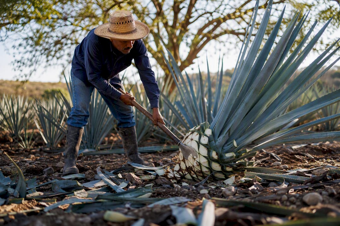Jimador harvesting blue agave piña in field