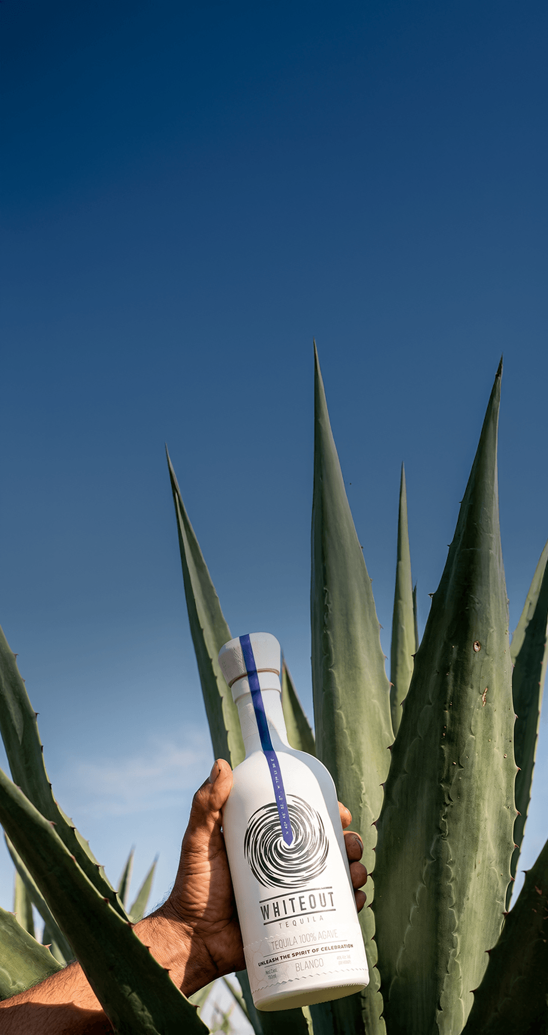 Whiteout Tequila Blanco bottle held among agave plants, connecting premium 100% agave tequila to its harvest origins.