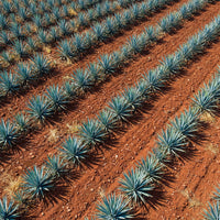 Jalisco Agave Harvest